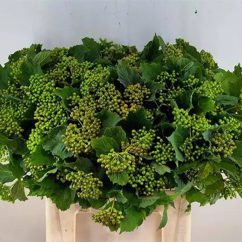 Viburnum grün/rot Compactum 3Kopf 60cm