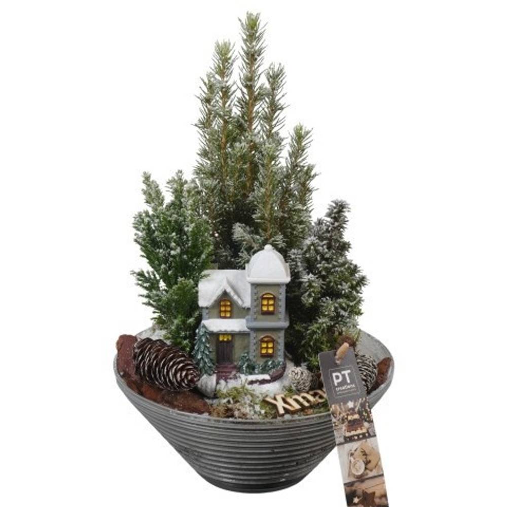 Picea.Arr PTCWW6810 Weihnachten T19 H033