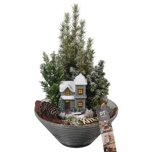 Picea.Arr PTCWW6810 Weihnachten T19 H033