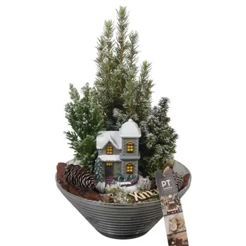 Picea.Arr PTCWW6810 Weihnachten T19 H033