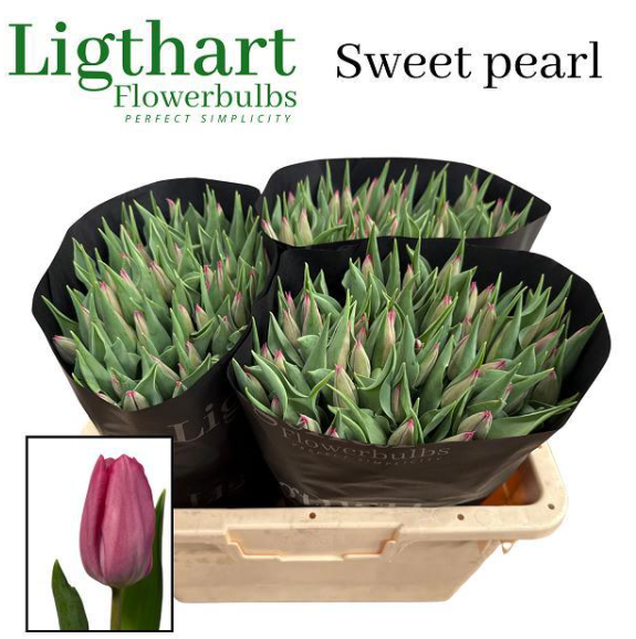 Tulpe dunkel rosa 36 Gramm