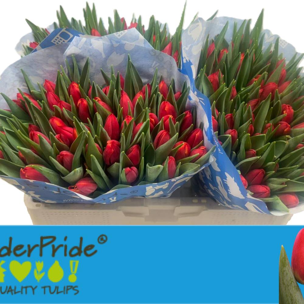 Tulpe rot Overig 36 Gramm