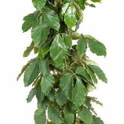 Tetrastigma Saul T27 H150
