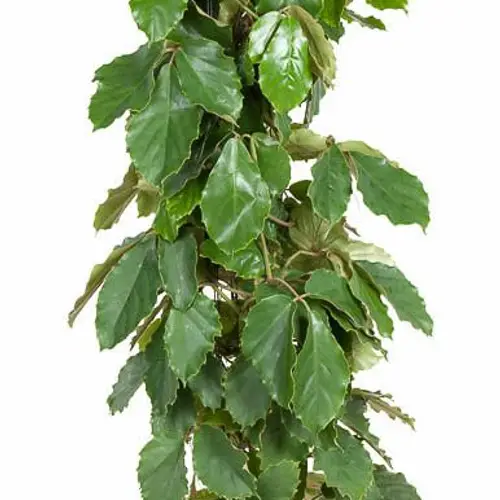 Tetrastigma Saul T27 H150