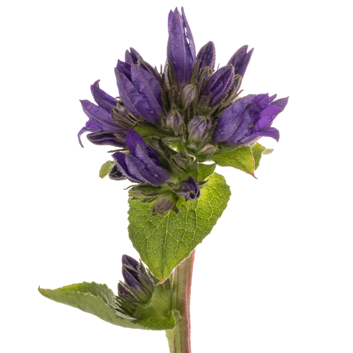 Campanula Kopf dunkel lila Andrea 60cm