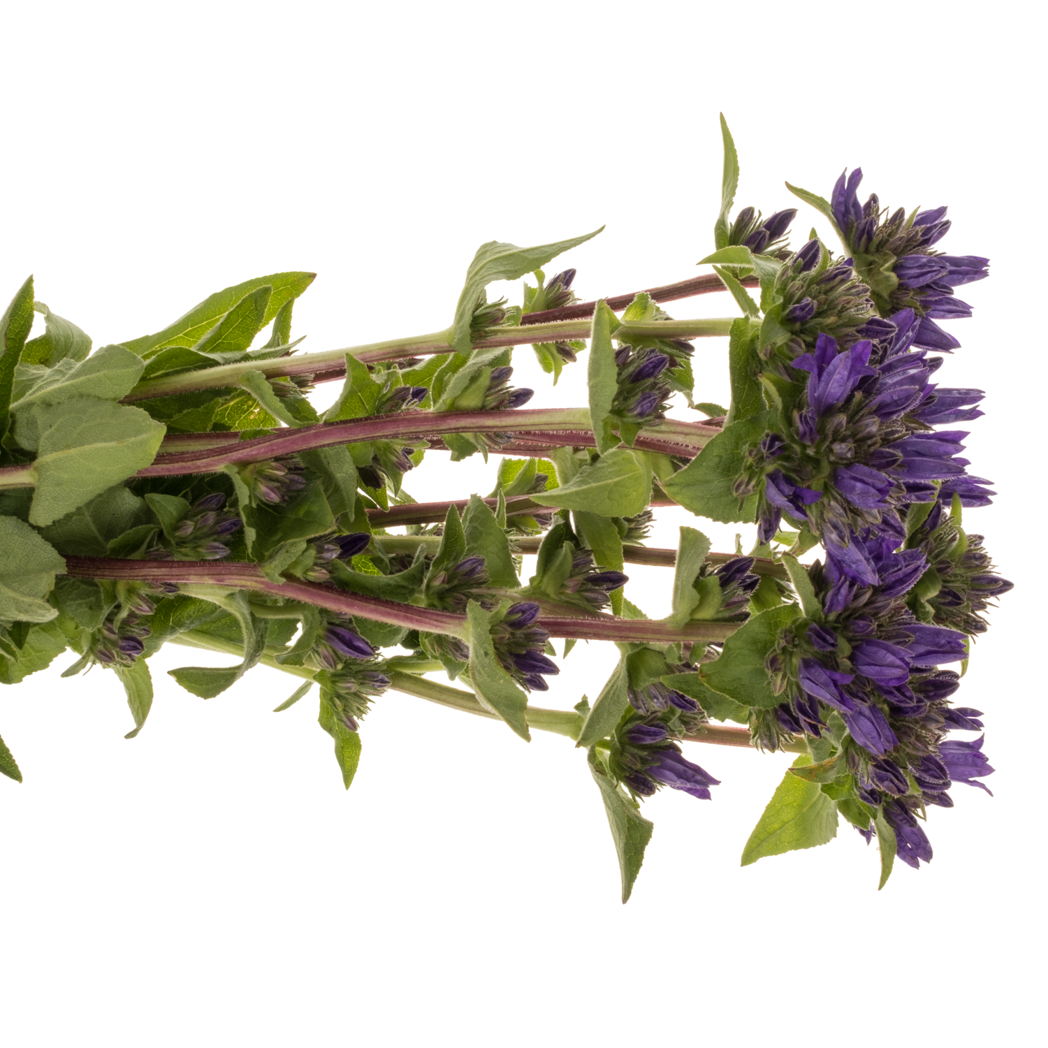 Campanula Kopf dunkel lila Andrea 60cm
