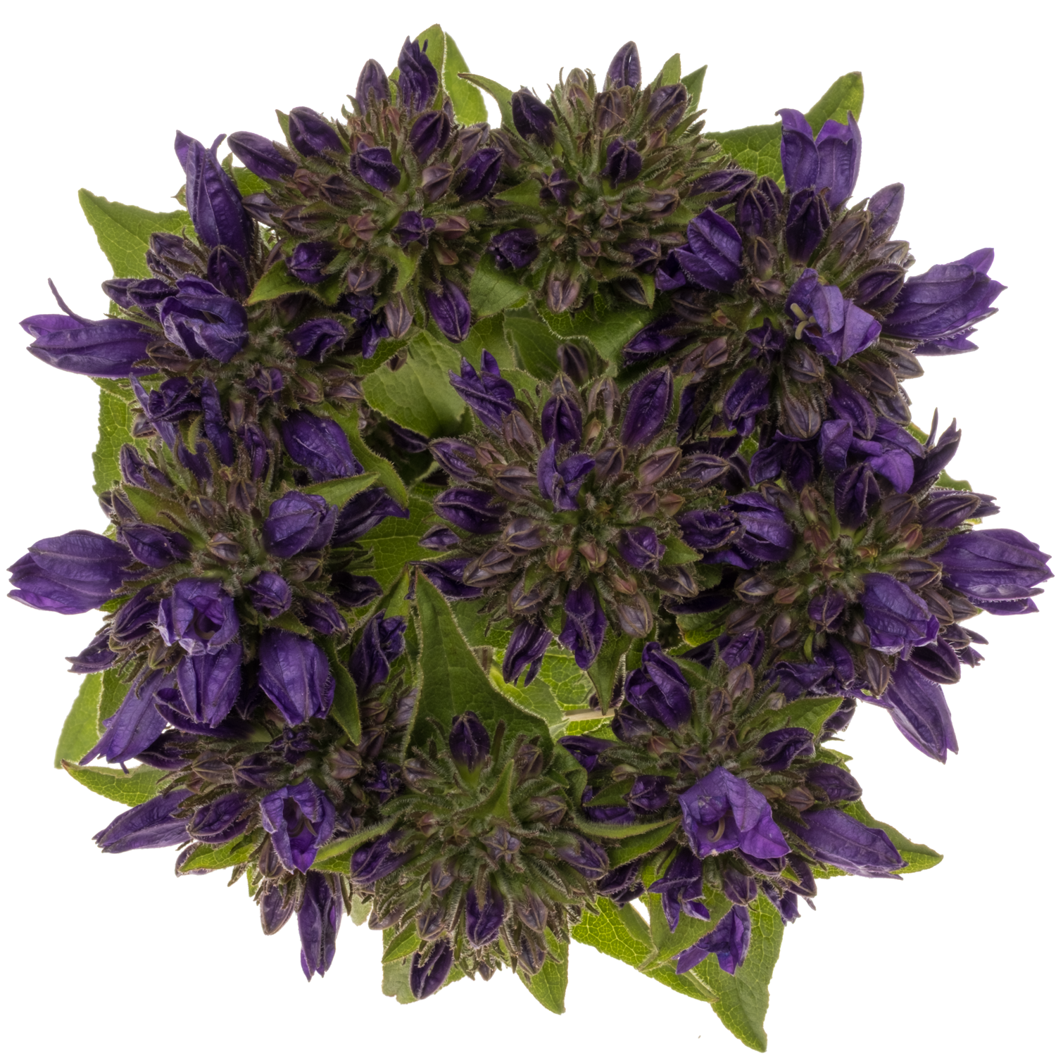 Campanula Kopf dunkel lila Andrea 60cm