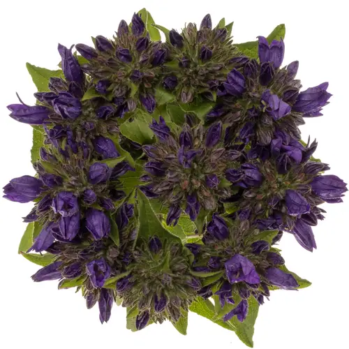Campanula Kopf dunkel lila Andrea 60cm