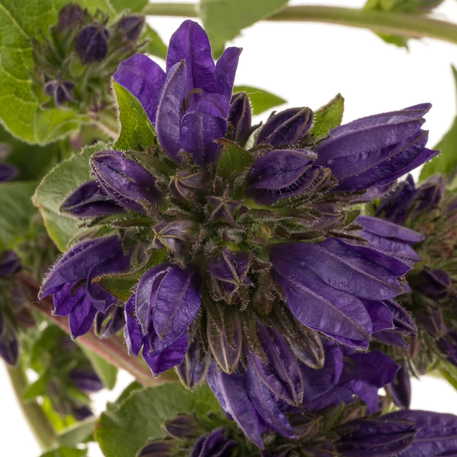 Campanula Kopf dunkel lila Andrea 60cm