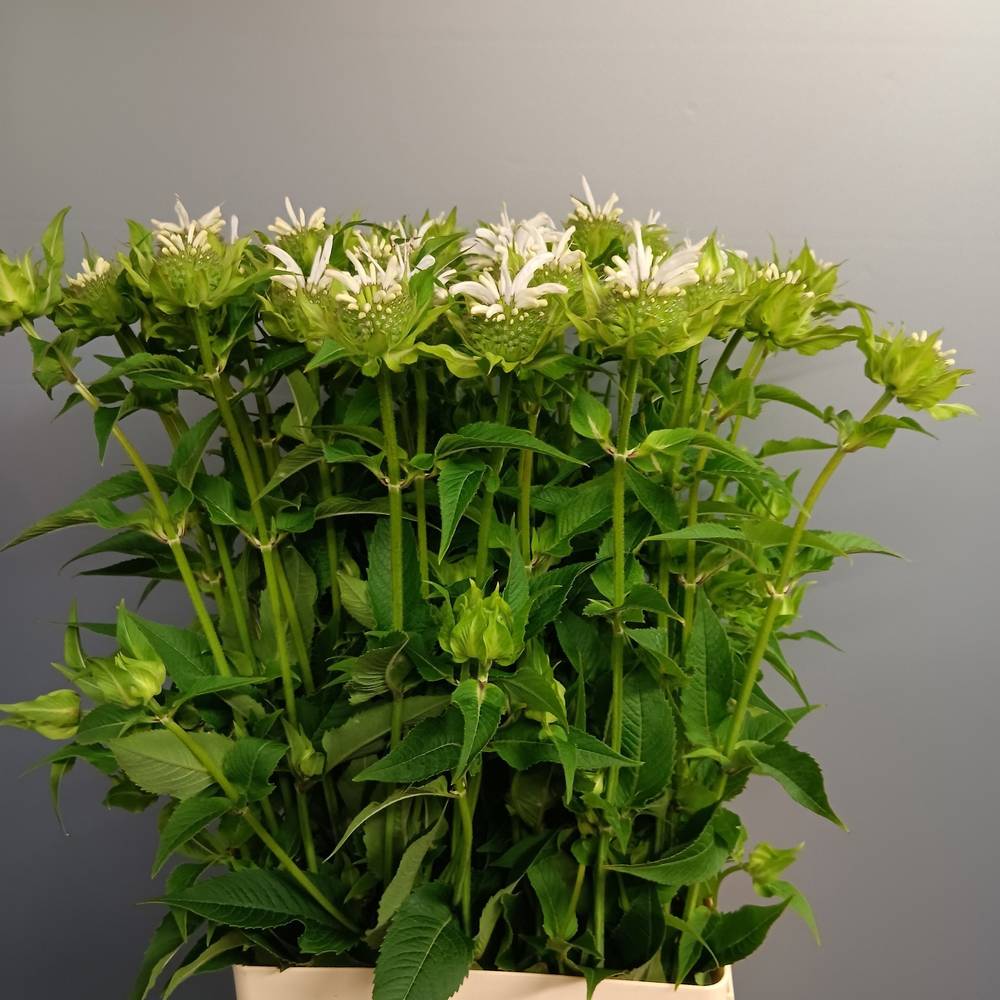 Monarda weiss Greetje 65cm