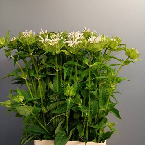 Monarda weiss Greetje 65cm