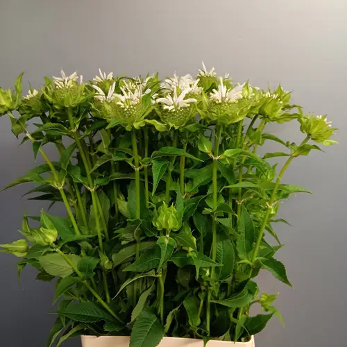 Monarda weiss Greetje 65cm