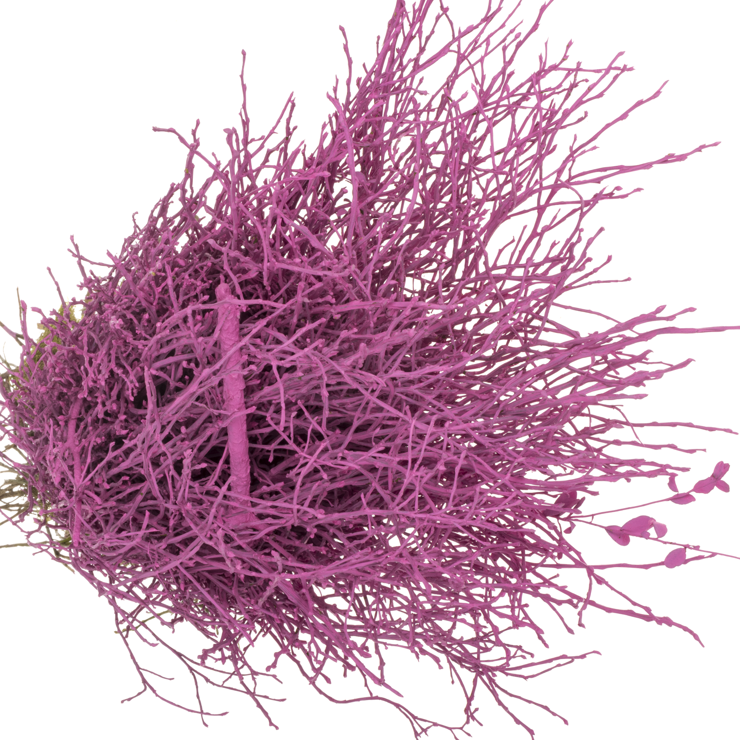 Heidelbeere cerise gefärbt