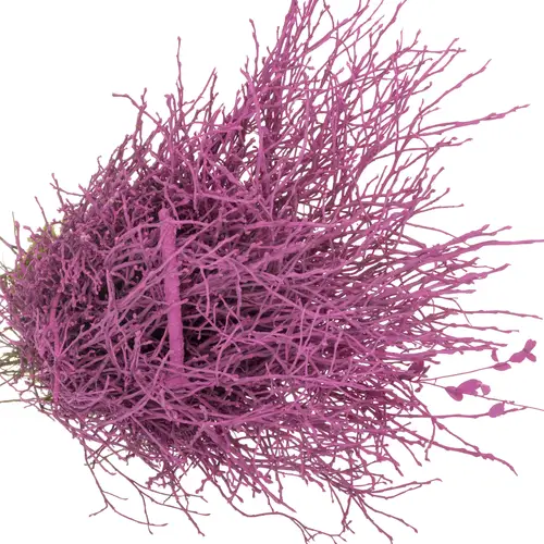 Heidelbeere cerise gefärbt