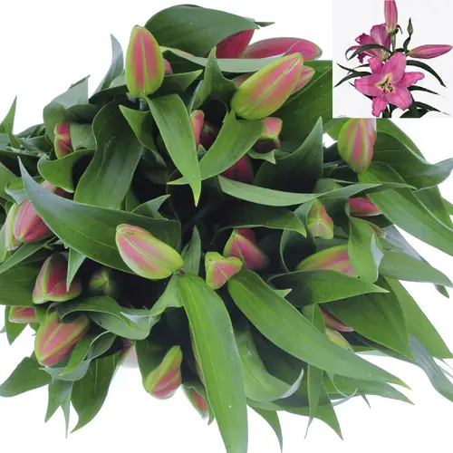 Lilie orientalisch rosa Maldano 3+Blüte 80cm