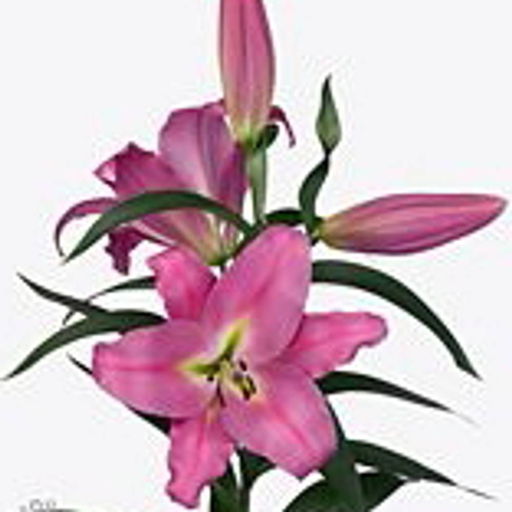 Lilie orientalisch rosa Maldano 3+Blüte 80cm