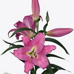 Lilie orientalisch rosa Maldano 3+Blüte 80cm