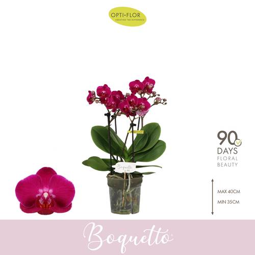 Phal.3-5R dunkel rot Boquetto Whisper T12 H035