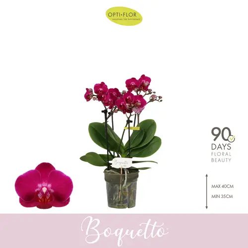 Phal.3-5R dunkel rot Boquetto Whisper T12 H035