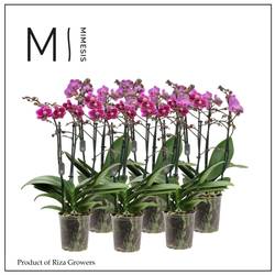 Phal.3-R fuchsia Mimesis T12 H050