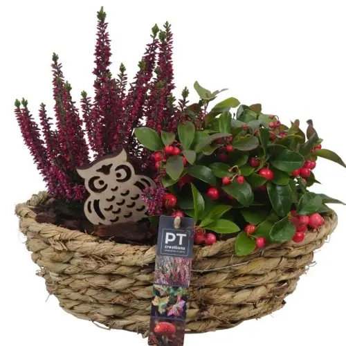 Garten.Arr PTHO4186 Herbst T30 H031