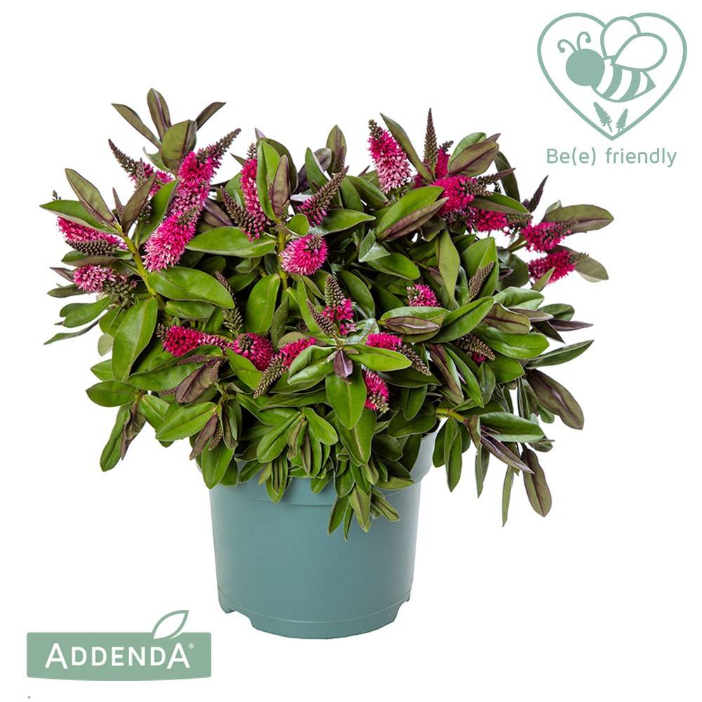 Hebe Donna Eva lila T15 H45