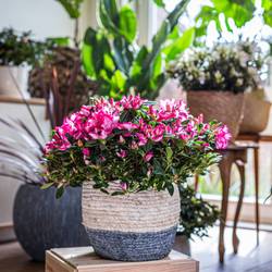 Azalee Sachsenst. rot/weiss T12 H025