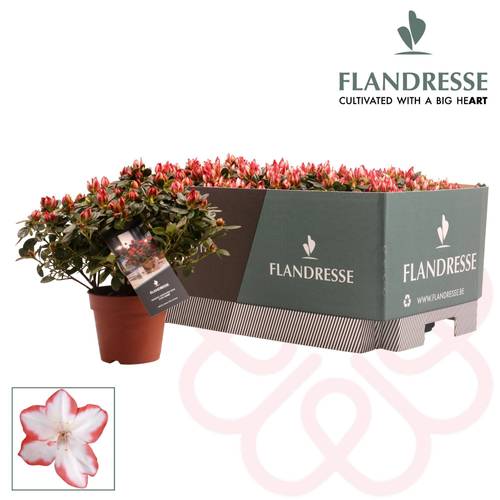 Azalee Sachsenst. rot/weiss T12 H025