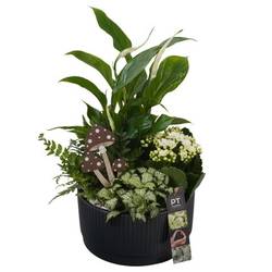 Spath.Arr PTHI5580 Herbst T19 H037