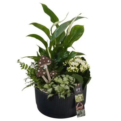 Spath.Arr PTHI5580 Herbst T19 H037