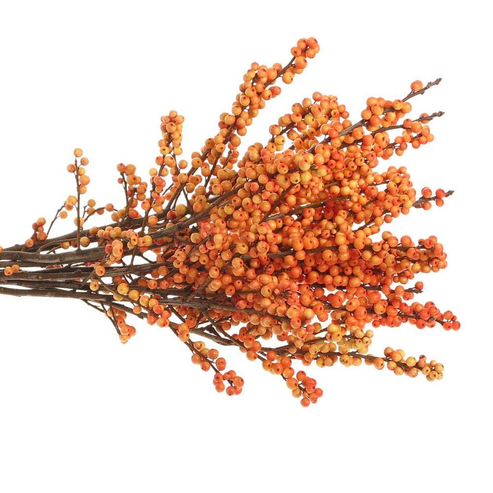Ilex orange Oudijk s Orange 70cm