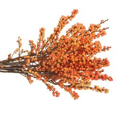 Ilex orange Oudijk s Orange 70cm