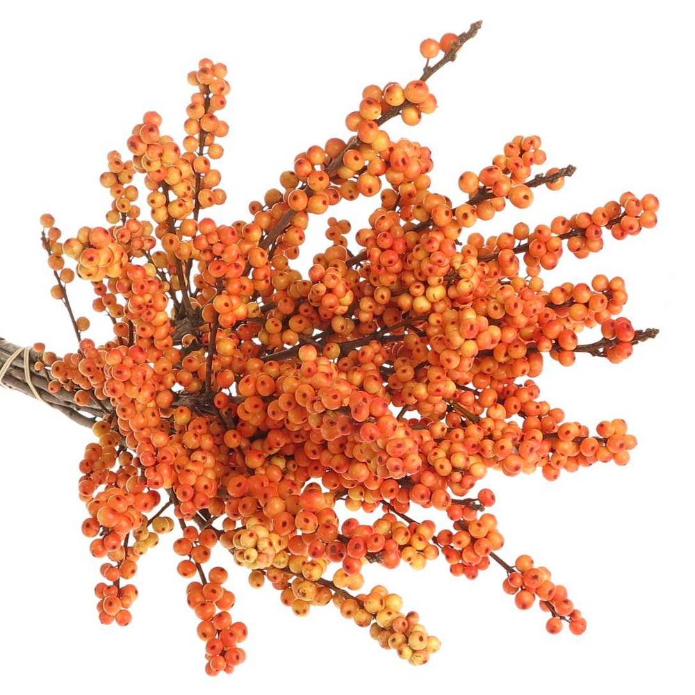 Ilex orange Oudijk s Orange 70cm