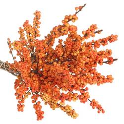 Ilex orange Oudijk s Orange 70cm