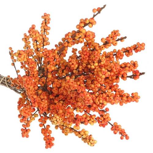 Ilex orange Oudijk s Orange 70cm
