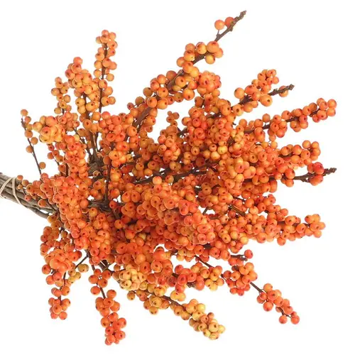 Ilex orange Oudijk s Orange 70cm