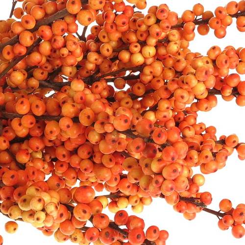 Ilex orange Oudijk s Orange 70cm