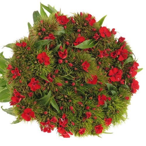 Bartnelke rot Aldo 50cm 