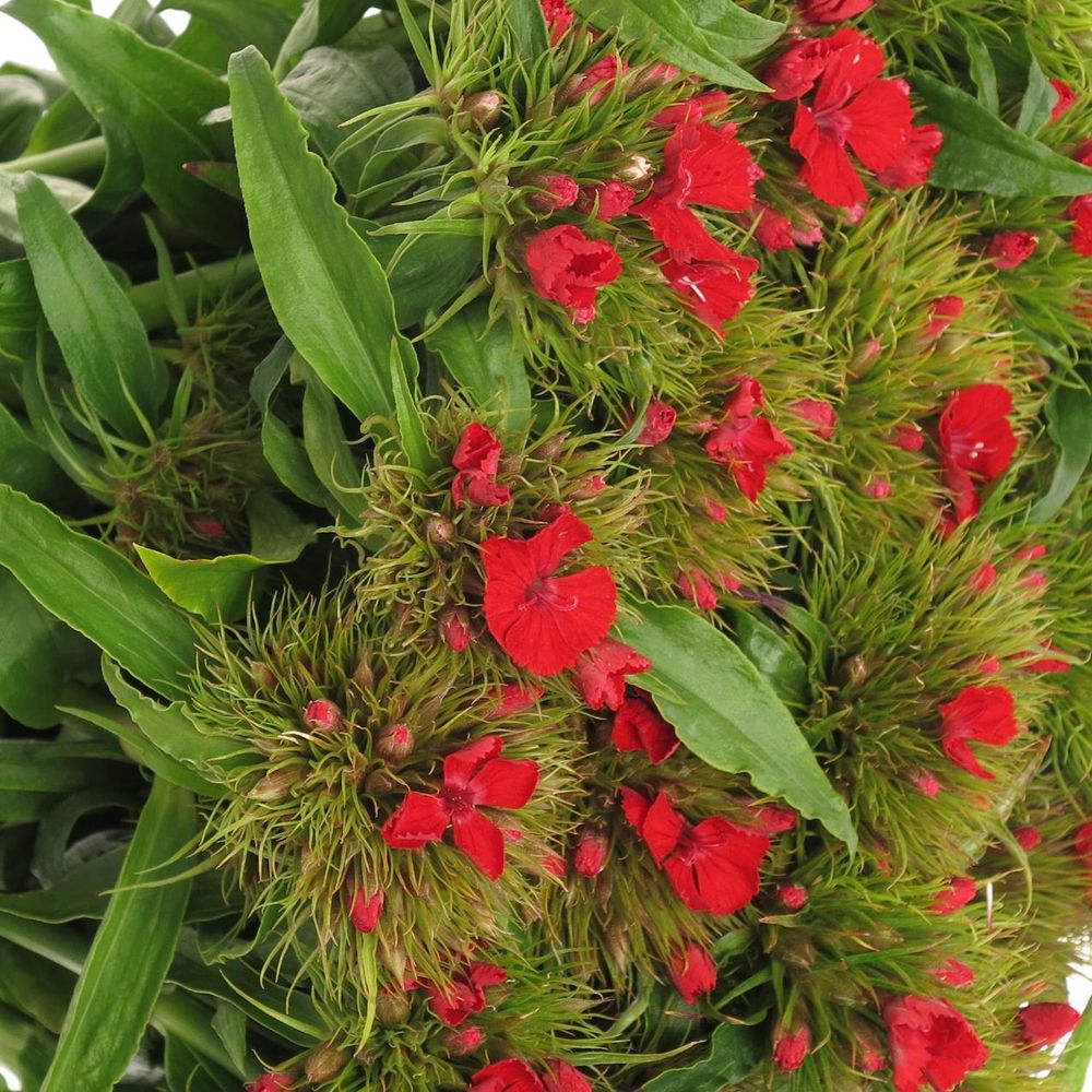 Bartnelke rot Aldo 50cm 
