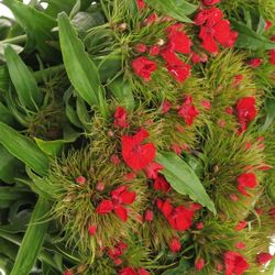 Bartnelke rot Aldo 50cm 