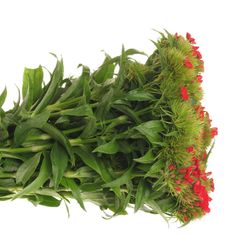 Bartnelke rot Aldo 50cm 