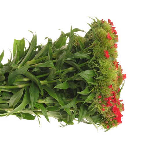 Bartnelke rot Aldo 50cm 