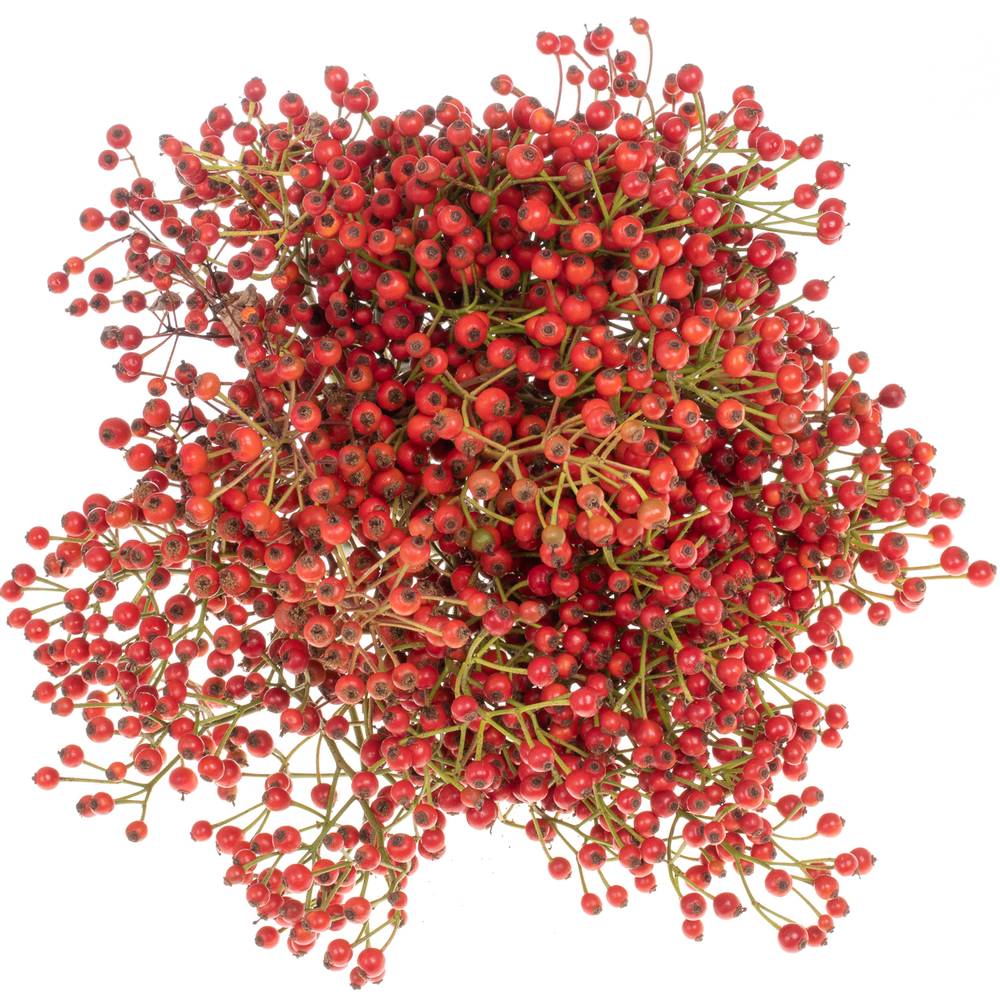 Hagebutte rot Autumn Flush 40cm 