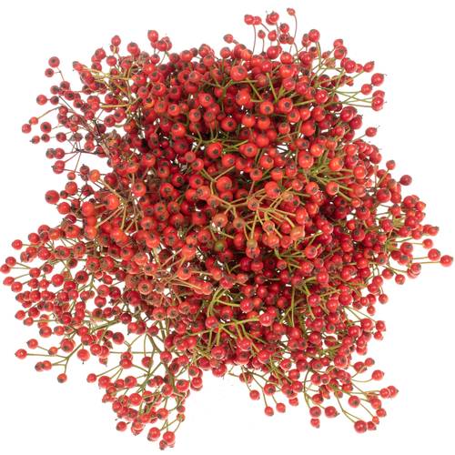 Hagebutte rot Autumn Flush 40cm 