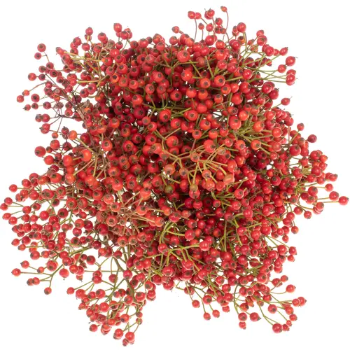 Hagebutte rot Autumn Flush 40cm 