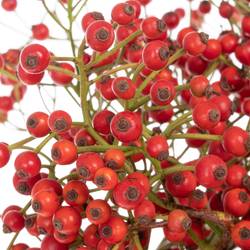 Hagebutte rot Autumn Flush 40cm 