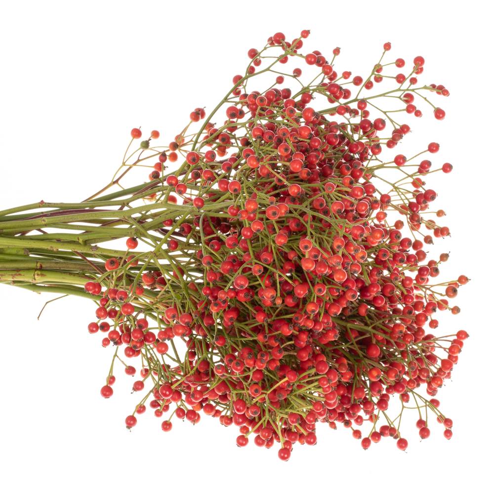 Hagebutte rot Autumn Flush 40cm 