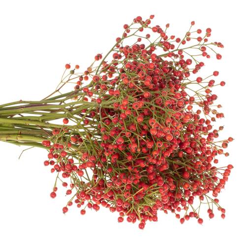 Hagebutte rot Autumn Flush 40cm 