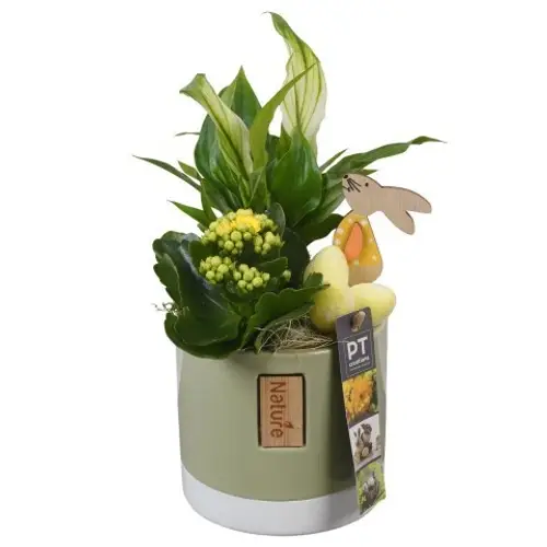 Spath.Arr PTPB6476 Ostern T11 H028