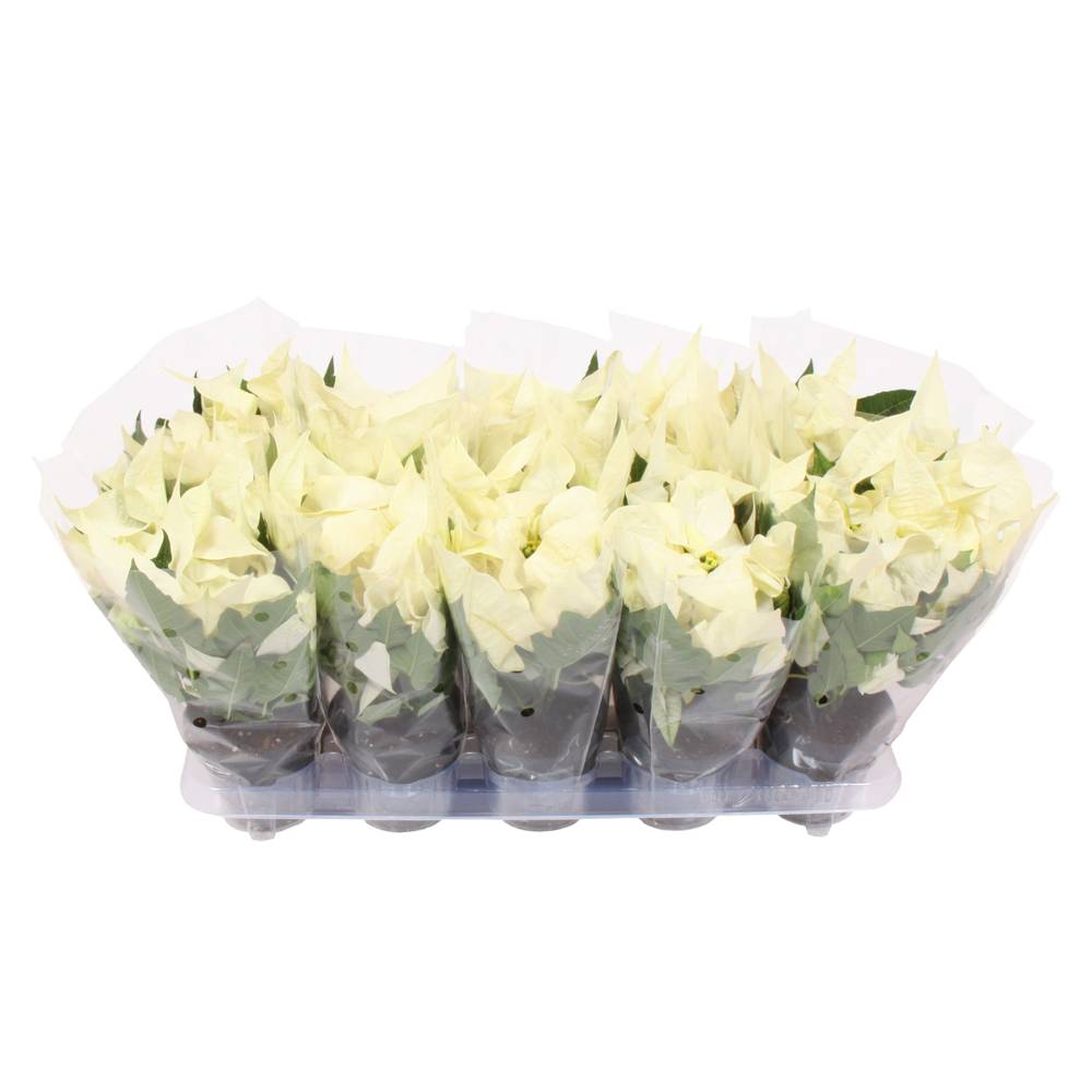 Poinsettia weiss Alaska 3+ T10,5 H025